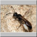 Mimumesa sp - Grabwespe 08b 6-7mm mit Zikade.jpg